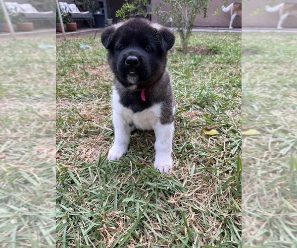 Medium Photo #1 Akita Puppy For Sale in YUMA, AZ, USA