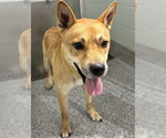 Small American Pit Bull Terrier-Siberian Husky Mix