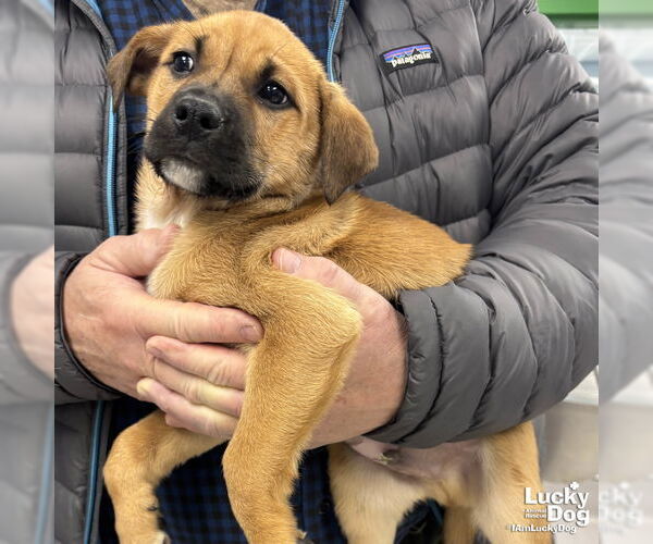 Medium Photo #6 Golden Retriever-Unknown Mix Puppy For Sale in Washington, DC, USA