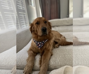 Father of the Golden Retriever puppies born on 06/26/2025