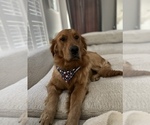 Small Photo #1 Golden Retriever Puppy For Sale in OVIEDO, FL, USA