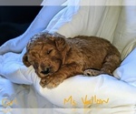 Small Photo #2 Goldendoodle (Miniature) Puppy For Sale in RUSSELLVILLE, MO, USA