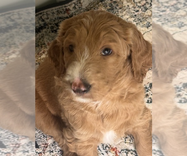 Medium Photo #1 Goldendoodle Puppy For Sale in LEXINGTON, SC, USA