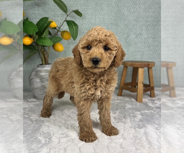Medium Photo #4 Goldendoodle (Miniature) Puppy For Sale in FRANKLIN, IN, USA