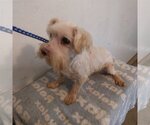 Small Photo #2 Maltese Puppy For Sale in Bonifay, MO, USA