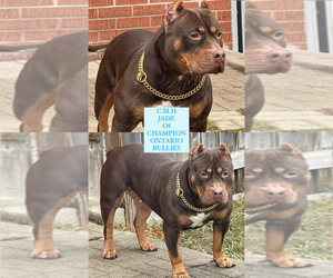 Mother of the American Bully puppies born on 03/02/2022