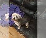 Small #4 Yorkshire Terrier