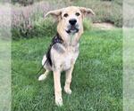 Small German Shepherd Dog Mix