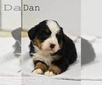 Puppy Dan Bernese Mountain Dog