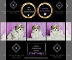 Small Photo #2 Pomeranian Puppy For Sale in WARSAW, IN, USA