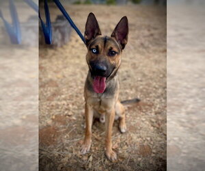 German Shepherd Dog Dogs for adoption in San Andreas, CA, USA