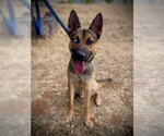 Small German Shepherd Dog