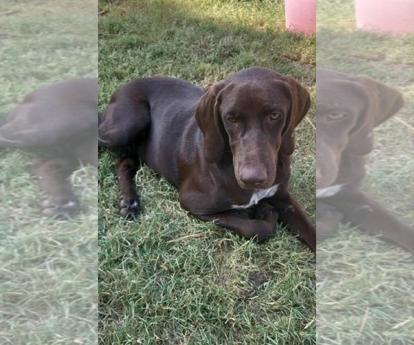 Medium Photo #2 Pointer Puppy For Sale in Scottsboro, AL, USA