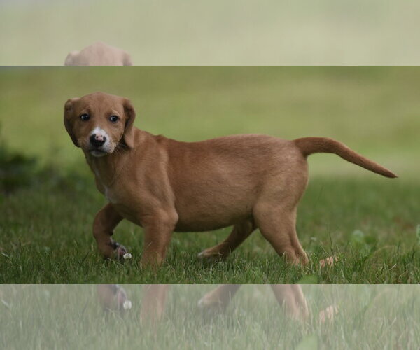 Medium Photo #6 Labrador Retriever-Unknown Mix Puppy For Sale in Mechanicsburg, PA, USA