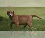Small #5 Labrador Retriever Mix