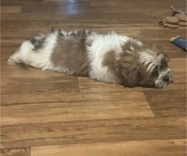 Medium Photo #2 Shorkie Tzu Puppy For Sale in CENTRALIA, IL, USA