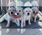 Small Photo #5 Labrador Retriever Puppy For Sale in AURORA, CO, USA
