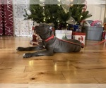 Small Photo #8 Cane Corso Puppy For Sale in WATERBURY, CT, USA