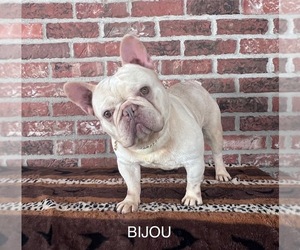 Father of the French Bulldog puppies born on 04/04/2025