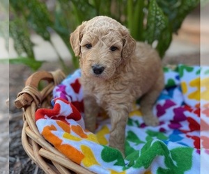 Goldendoodle Puppy for Sale in CHAMPION, North Carolina USA