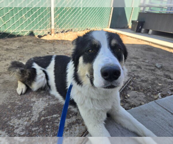 Medium Photo #2 Australian Shepherd-Unknown Mix Puppy For Sale in San Bernardino, CA, USA