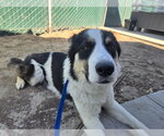 Small #1 Australian Shepherd Mix
