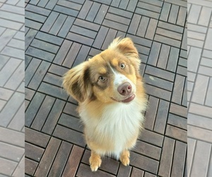 Miniature Australian Shepherd Puppy for sale in BRANDON, FL, USA
