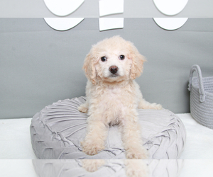 Cavapoo Puppy for sale in MARIETTA, GA, USA