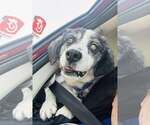Small #11 Australian Shepherd Mix