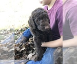 Small Photo #6 Labradoodle Puppy For Sale in OXFORD, PA, USA