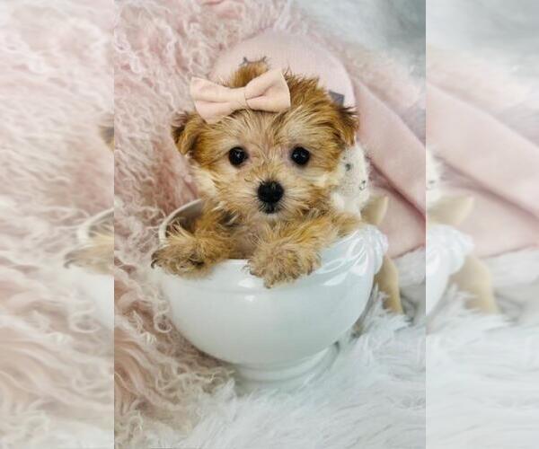 Medium Photo #13 Maltipoo Puppy For Sale in MIAMI BEACH, FL, USA
