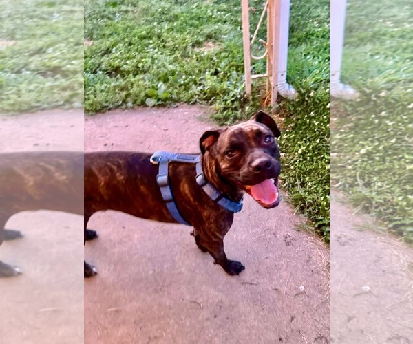 Medium Photo #2 American Staffordshire Terrier-Boxer Mix Puppy For Sale in Germantown, OH, USA