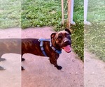 Small #1 American Staffordshire Terrier-Boxer Mix