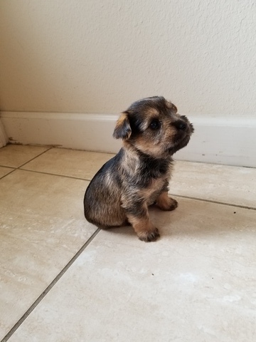 Medium Photo #1 Snorkie Puppy For Sale in CRYSTAL RIVER, FL, USA