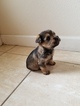 Small Photo #1 Snorkie Puppy For Sale in CRYSTAL RIVER, FL, USA