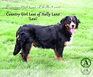 Mother of the Bernese Mountain Dog puppies born on 02/24/2024