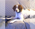 Small Photo #1 Brittany Puppy For Sale in Curwensville, PA, USA