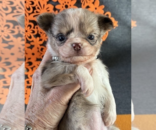Medium Photo #4 Chihuahua Puppy For Sale in NEWVILLE, PA, USA