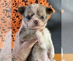 AKC Baby Ruth - Female Chihuahua Puppy for Sale - Photo #4