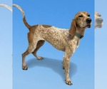 Small #1 English Coonhound