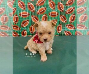 Maltipoo Puppy for sale in WINNSBORO, LA, USA