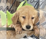 Puppy Lucy Golden Retriever