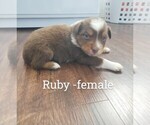 Puppy Ruby Miniature Australian Shepherd