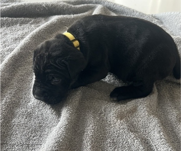 Medium Photo #34 Cane Corso Puppy For Sale in HORACE, ND, USA