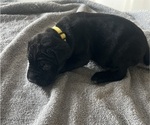 Small #33 Cane Corso