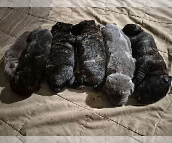 Medium Photo #17 Cane Corso Puppy For Sale in COLUMBIA, SC, USA