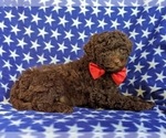 Small Photo #5 Poodle (Miniature)-Shepadoodle Mix Puppy For Sale in GLEN ROCK, PA, USA