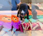 Small #1 Great Dane Mix