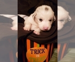 Small Photo #27 Australian Shepherd Puppy For Sale in HERNANDO, MS, USA