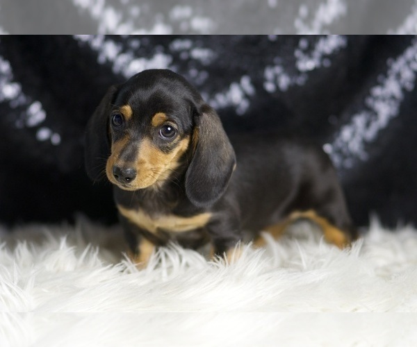 Medium Photo #81 Dachshund Puppy For Sale in WARSAW, IN, USA
